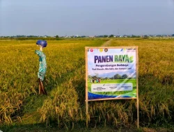Bertahan Hadapi El Nino dan Lahan Salin, BRIN-PGN-Pemkab Batang Panen Raya 166,5 Ton Padi Biosalin